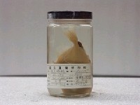 藏品(寬尾鱗魨)的圖片